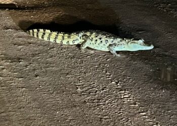 FOTOS: Presença de jacaré é registrada nas proximidades da Vilelândia