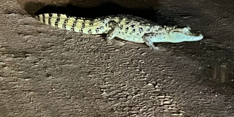 FOTOS: Presença de jacaré é registrada nas proximidades da Vilelândia