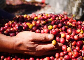 VÍDEO| Campanha do Café 2026 apoia Hospital do Câncer