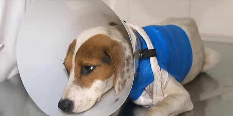 Manifestação cobra justiça por maus-tratos a animais em cidade do Sul de Minas