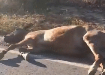 VÍDEO: EPR esclarece caso de cavalo encontrado na MGC-369