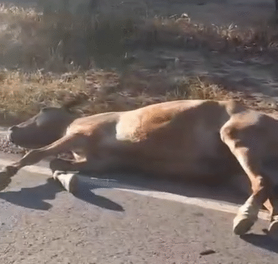 VÍDEO: EPR esclarece caso de cavalo encontrado na MGC-369