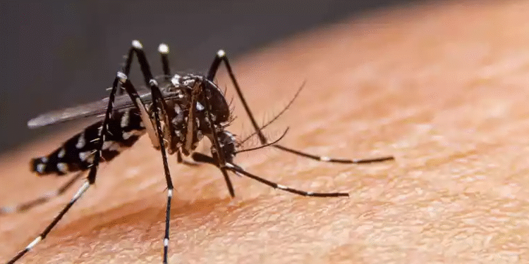 Mutirão de Limpeza começa neste sábado em Carmo do Rio Claro para combater a dengue
