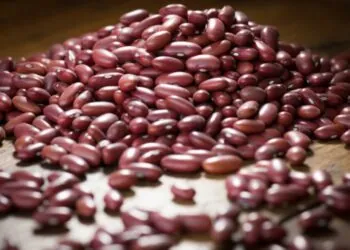 Produção de feijão cresce em Minas e sustenta liderança no Sudeste 