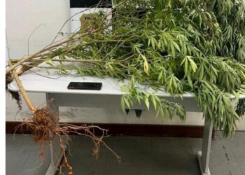 Polícia Civil apreende pés de maconha em Machado durante ação