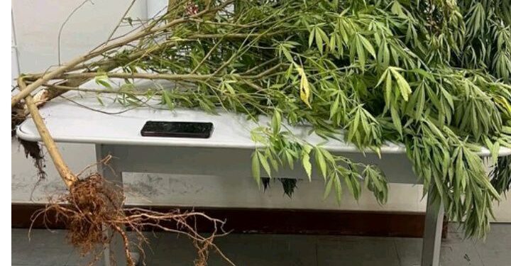 Polícia Civil apreende pés de maconha em Machado durante ação