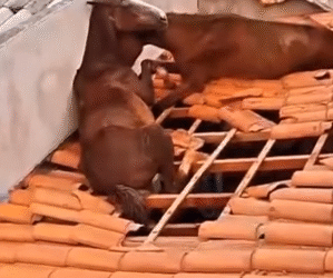 VÍDEO: Cavalos caem sobre telhado em cidade do Sul de Minas