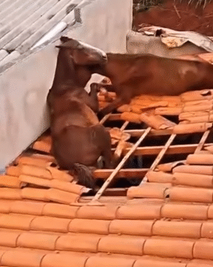 VÍDEO: Cavalos caem sobre telhado em cidade do Sul de Minas