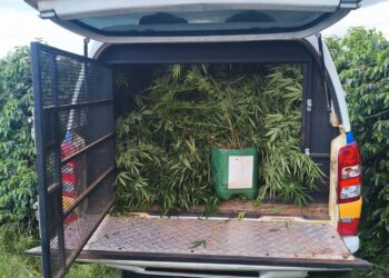 Plantação de maconha é localizada pela PM em meio a cafezal no Sul de Minas