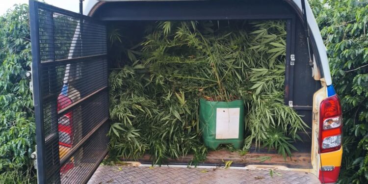 Plantação de maconha é localizada pela PM em meio a cafezal no Sul de Minas