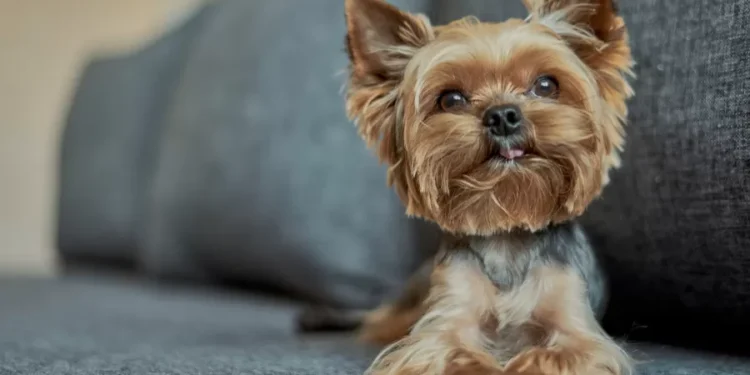 Mulher chama bombeiros para salvar “filho” engasgado, mas era um cãozinho