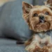 Mulher chama bombeiros para salvar “filho” engasgado, mas era um cãozinho