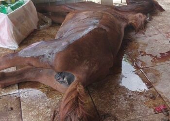 CRUELDADE ANIMAL: Homem é preso após égua ser encontrada morta e cães em situação de maus-tratos no Sul de Minas