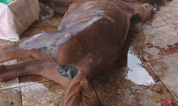 CRUELDADE ANIMAL: Homem é preso após égua ser encontrada morta e cães em situação de maus-tratos no Sul de Minas