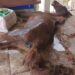 CRUELDADE ANIMAL: Homem é preso após égua ser encontrada morta e cães em situação de maus-tratos no Sul de Minas