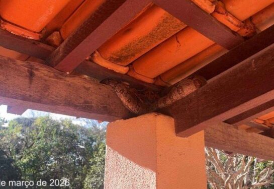 Jiboia de um metro é retirada de telhado em residência