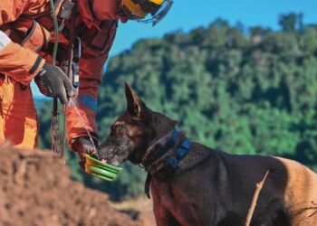 Corpo de Bombeiros Militar de Minas Gerais abre 342 vagas em concurso público com salários que podem chegar a R$ 11 mil