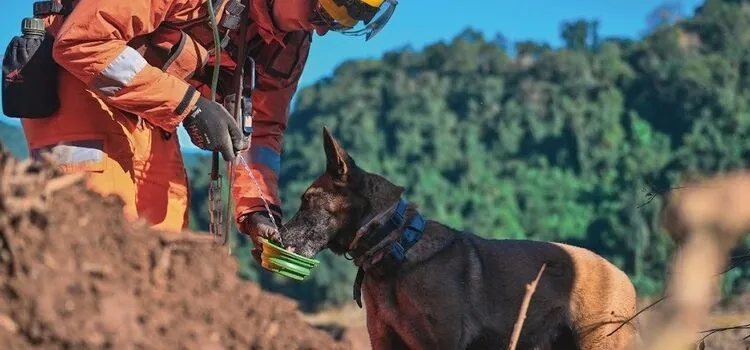 Corpo de Bombeiros Militar de Minas Gerais abre 342 vagas em concurso público com salários que podem chegar a R$ 11 mil