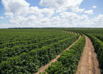 Homem é preso após furtar café ainda verde em fazenda