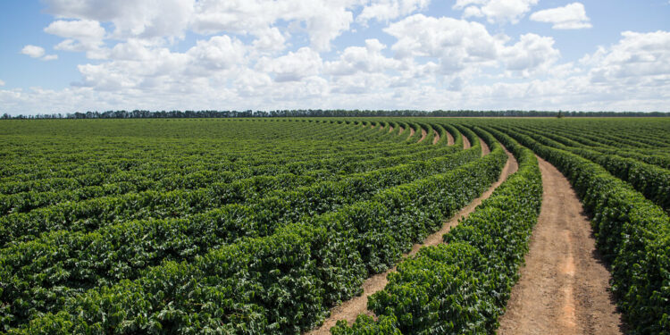 Homem é preso após furtar café ainda verde em fazenda