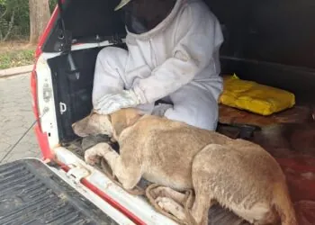 Enxame de abelhas ataca moradores e animais na zona rural de São Sebastião do Paraíso