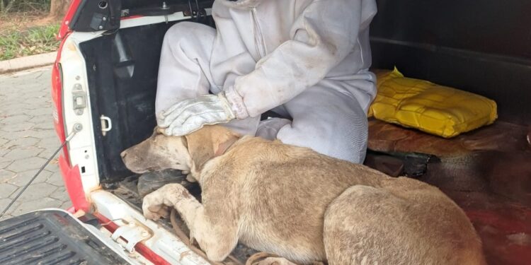 Enxame de abelhas ataca moradores e animais na zona rural de São Sebastião do Paraíso