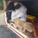 Enxame de abelhas ataca moradores e animais na zona rural de São Sebastião do Paraíso