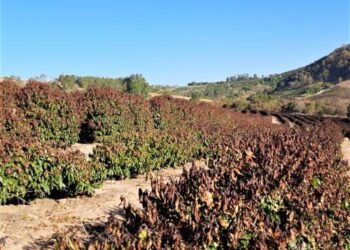 Risco de geada antecipada acende alerta para cafeicultores do Sul de Minas em 2026