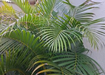 Domingo de Ramos abre Semana Santa com celebrações em Carmo do Rio Claro (MG)