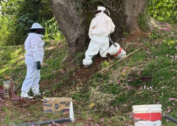 Prefeitura de Alfenas realiza ação preventiva de remoção de enxame no bairro Gaspar Lopes