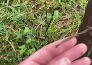 Tentativa de furto de gado e equipamentos mobiliza polícia na zona rural de Monte Belo (MG)