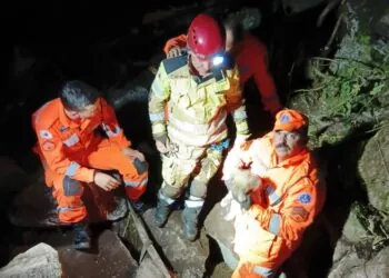 VÍDEO | Bombeiros resgatam cão Shih-tzu preso em barranco de 30 metros
