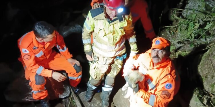 VÍDEO | Bombeiros resgatam cão Shih-tzu preso em barranco de 30 metros