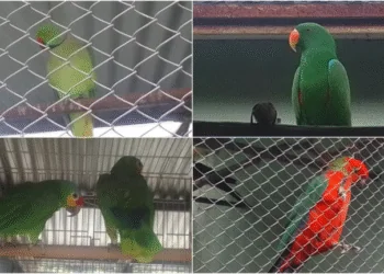 Aves silvestres são apreendidas e multa passa de R$ 4 milhões