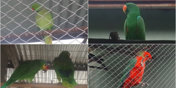 Aves silvestres são apreendidas e multa passa de R$ 4 milhões
