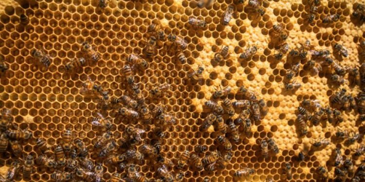 Apicultura ganha novo curso de capacitação do Senar Minas