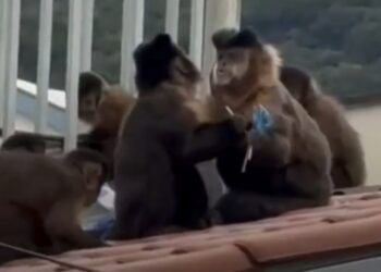 VÍDEO | Macacos invadem escola em Poços de Caldas e levam saco de pirulitos