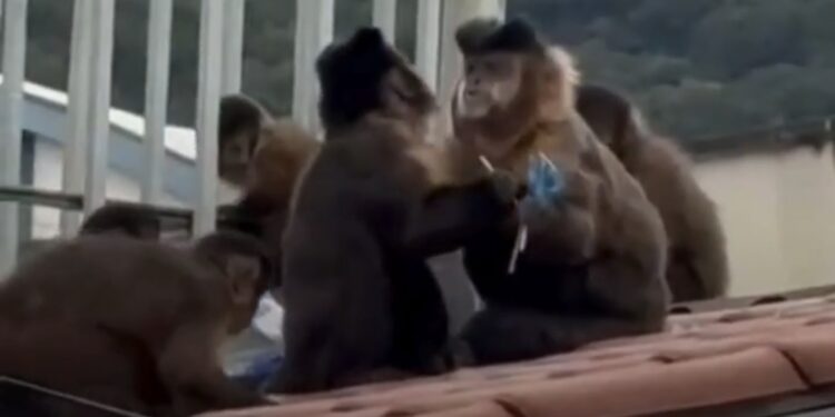 VÍDEO | Macacos invadem escola em Poços de Caldas e levam saco de pirulitos
