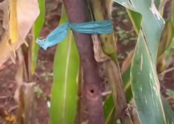 VÍDEO | COVARDIA | Operador evita prejuízo ao identificar barra de ferro em lavoura de milho em Nova Resende (MG)