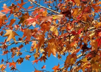 Outono começa oficialmente nesta sexta-feira (20); veja como será a estação neste ano de 2026