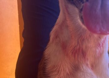 VÍDEO | Imagens Fortes | Pitbull invade casa, ataca cachorro e causa pânico em Conceição da Aparecida (MG)