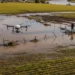 Chuvas afetam agricultura e pecuária em Minas Gerais