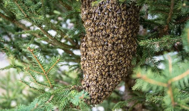 Ataque de abelhas: como agir para evitar riscos e se proteger com segurança