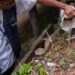 Levantamento aponta que 60% das cidades do Sul de Minas estão em alerta ou risco para dengue