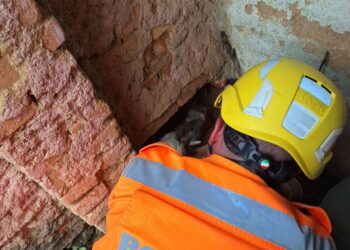 Filhote de gato é resgatado após ficar dois dias preso entre muro e casa em Cruzília