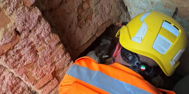 Filhote de gato é resgatado após ficar dois dias preso entre muro e casa em Cruzília