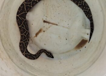 Cobra peçonhenta é capturada pelo Corpo de Bombeiros no Sul de Minas