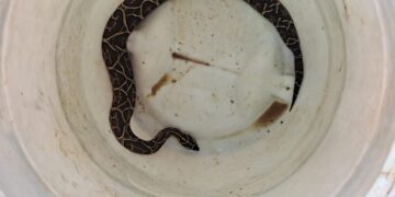 Cobra peçonhenta é capturada pelo Corpo de Bombeiros no Sul de Minas