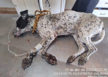 Homem é preso por maus-tratos a cães em Piumhi