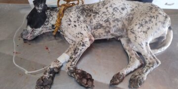 Homem é preso por maus-tratos a cães em Piumhi